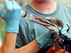 Ropná katastrofa v Mexickém zálivu. Lidé oetují zranného ptáka.